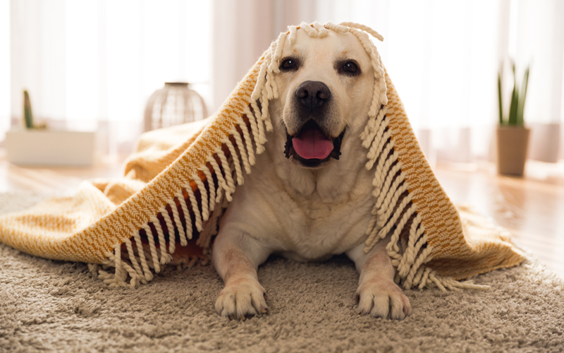 Prepare Your Home for a Pet: 4 Things You Must Do Before Your Pet Comes