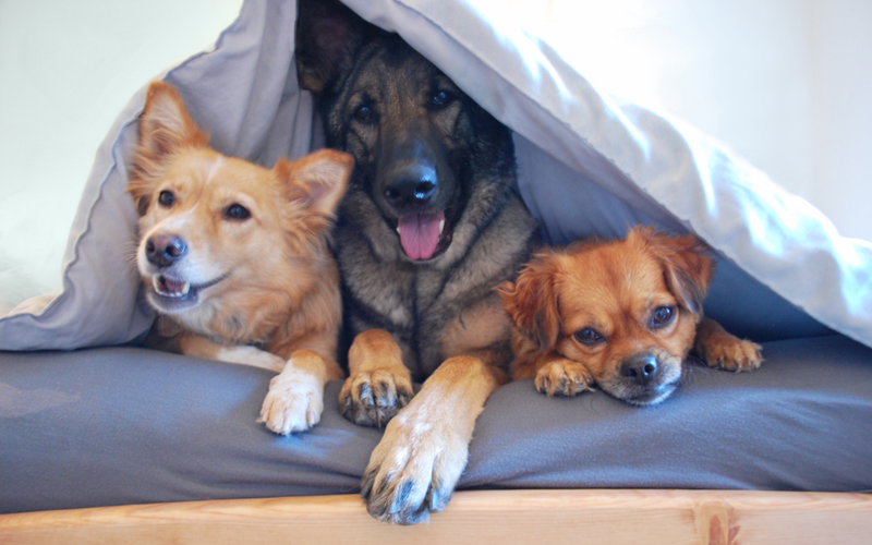 How to Choose the Best Bed for Your Dog?