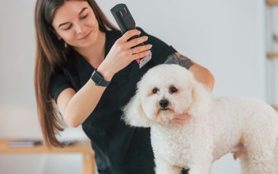 How to Groom Your Pet at Home?